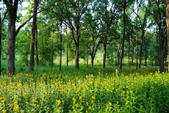 Tallgrass Prairie Ecology (Online)